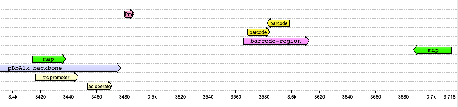 Schematic of pBbA1k-bc barcode and insert sites
